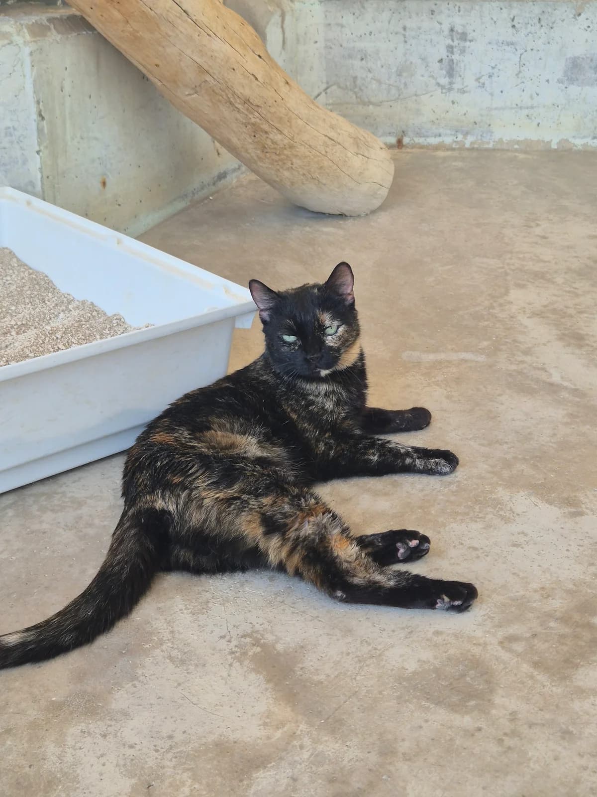 Mariah, female puppy European Shorthair for adoption at Centro de Proteccion Animal de Madrid, Madrid