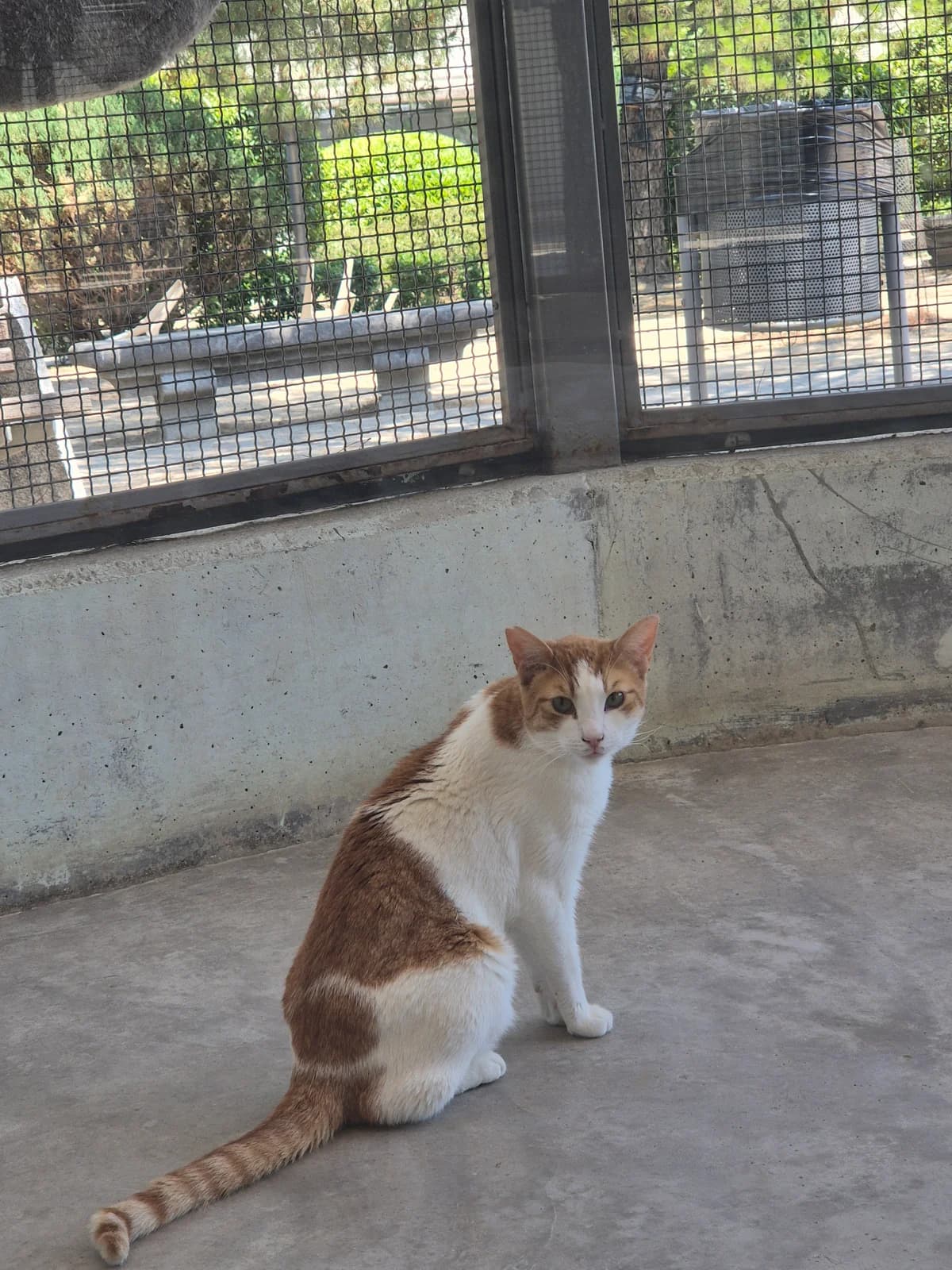 Ron, male puppy European Shorthair for adoption at Centro de Proteccion Animal de Madrid, Madrid
