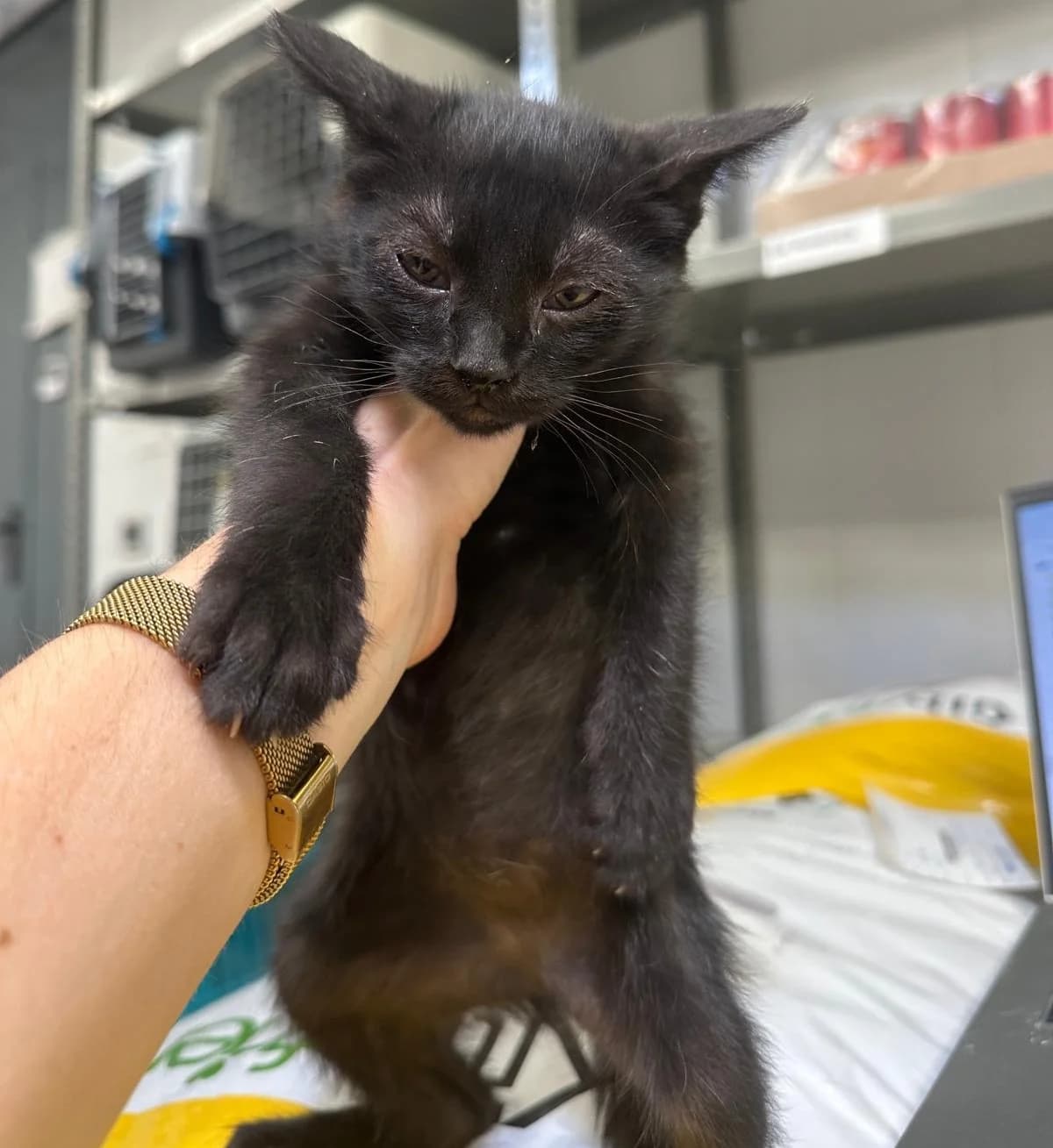 Donete, male puppy European Shorthair for adoption at Centro de Proteccion Animal de Madrid, Madrid