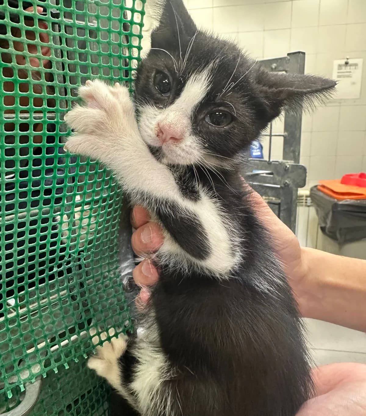 Silvestre, male puppy European Shorthair for adoption at Centro de Proteccion Animal de Madrid, Madrid