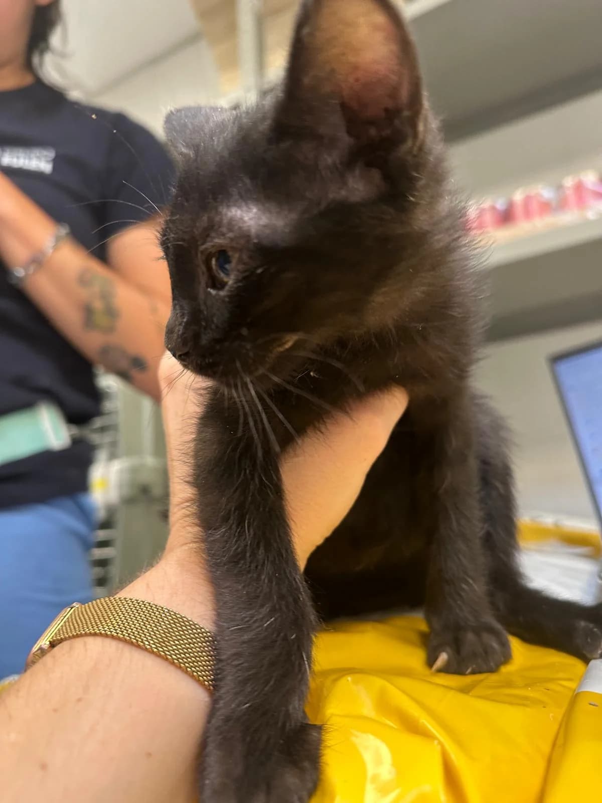 Negrita, female puppy European Shorthair for adoption at Centro de Proteccion Animal de Madrid, Madrid