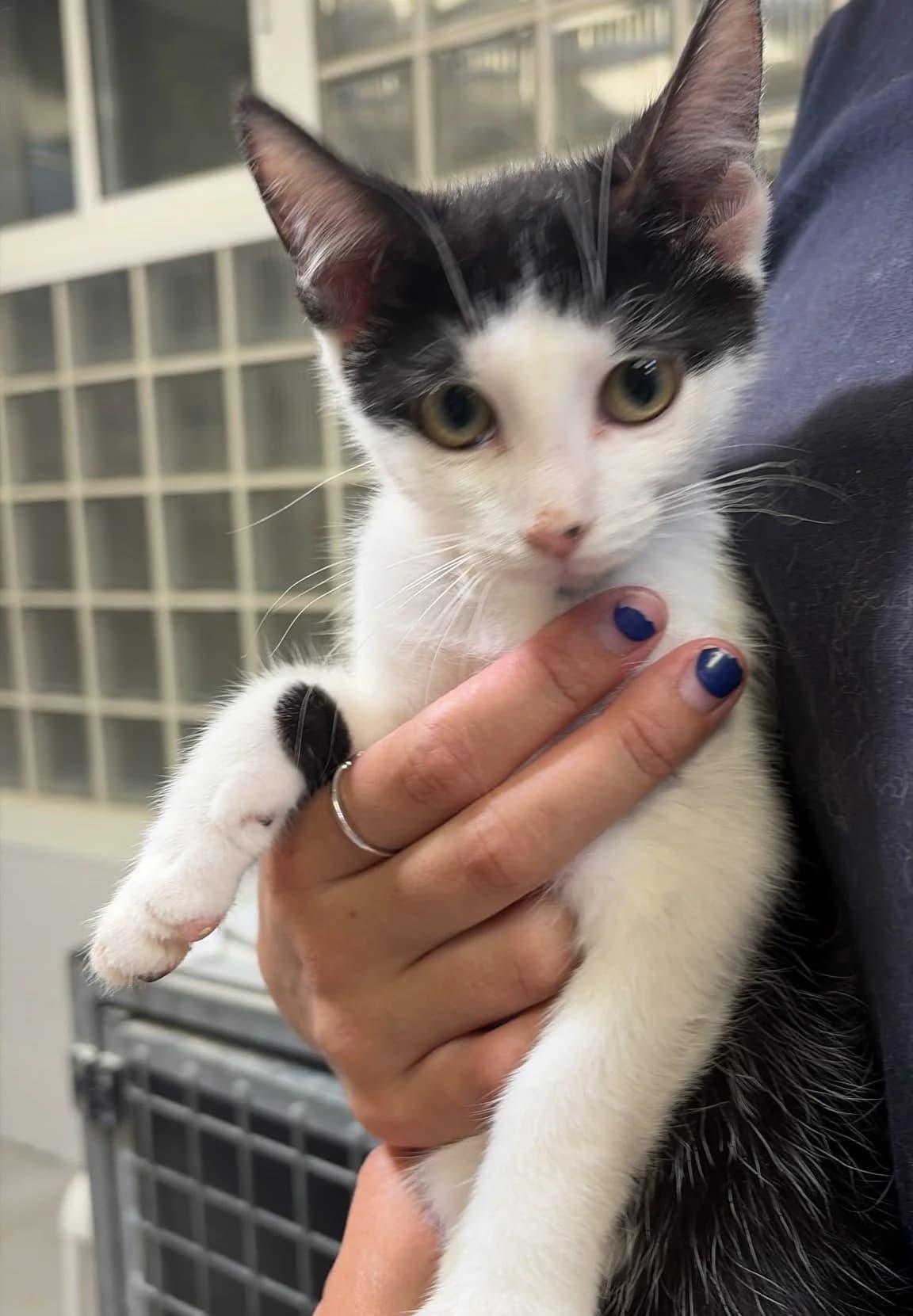 Noa, female puppy European Shorthair for adoption at Centro de Proteccion Animal de Madrid, Madrid