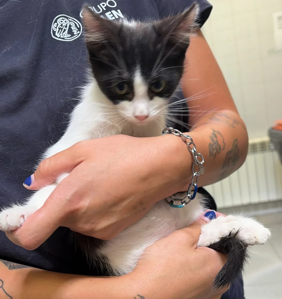 Sira, female puppy European Shorthair for adoption at Centro de Proteccion Animal de Madrid, Madrid