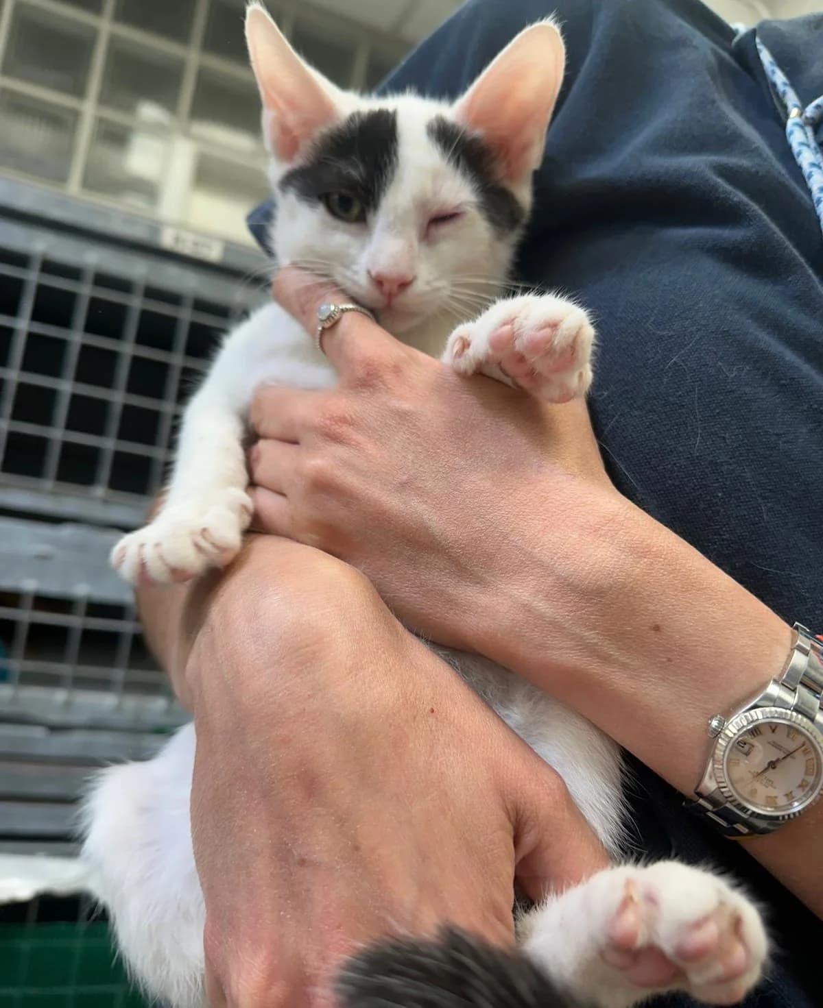 Oreo, male puppy European Shorthair for adoption at Centro de Proteccion Animal de Madrid, Madrid