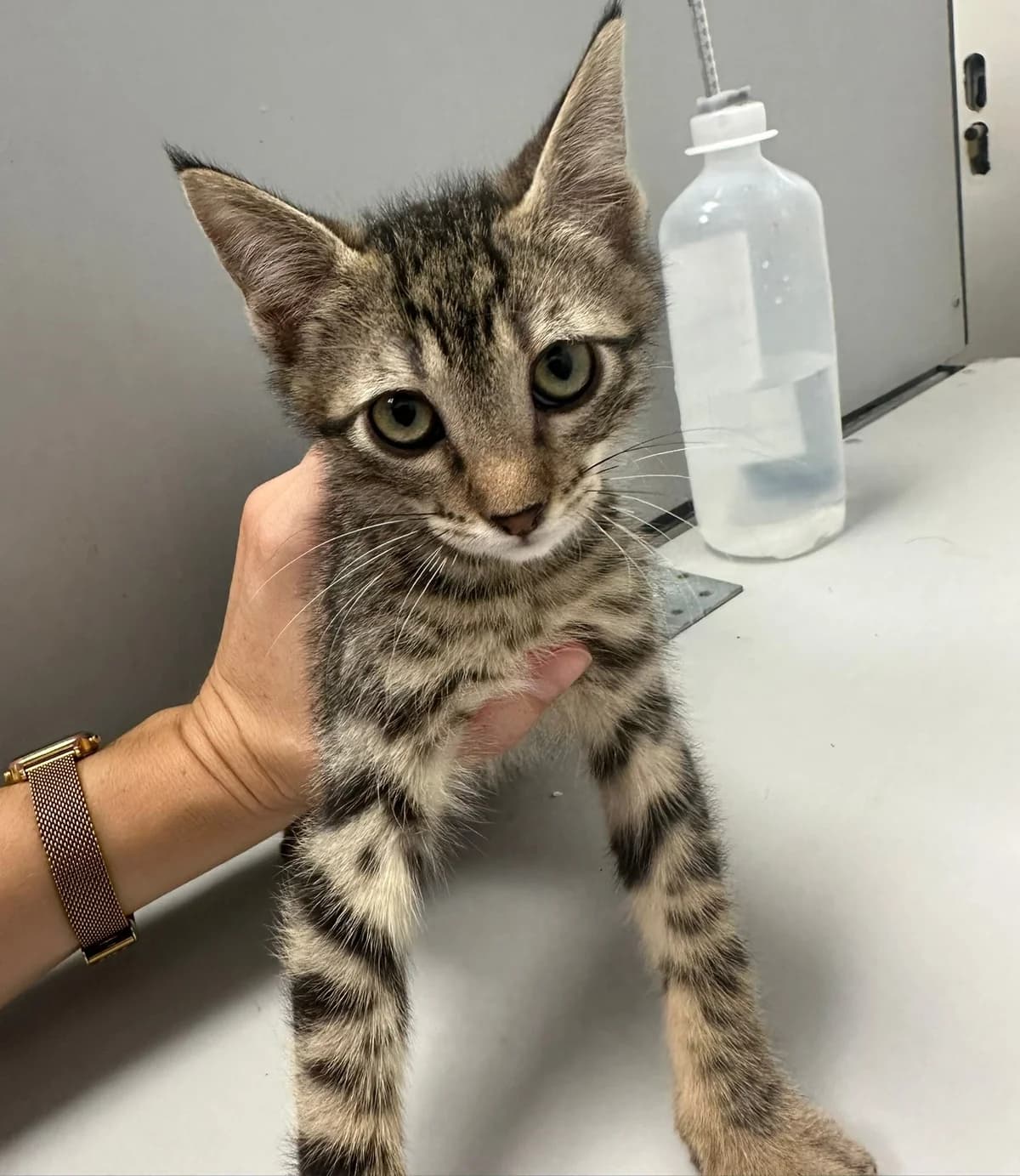 Nilo, male puppy European Shorthair for adoption at Centro de Proteccion Animal de Madrid, Madrid