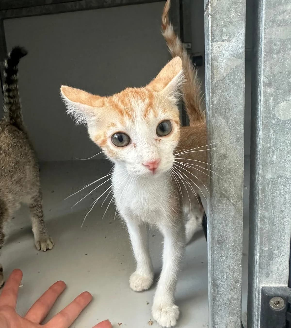 Sol, female puppy European Shorthair for adoption at Centro de Proteccion Animal de Madrid, Madrid