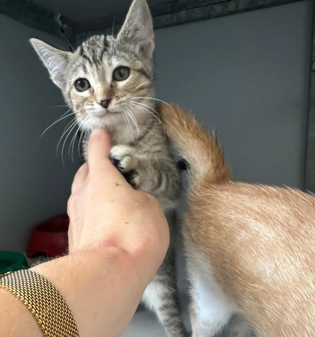 Bruma, female puppy European Shorthair for adoption at Centro de Proteccion Animal de Madrid, Madrid