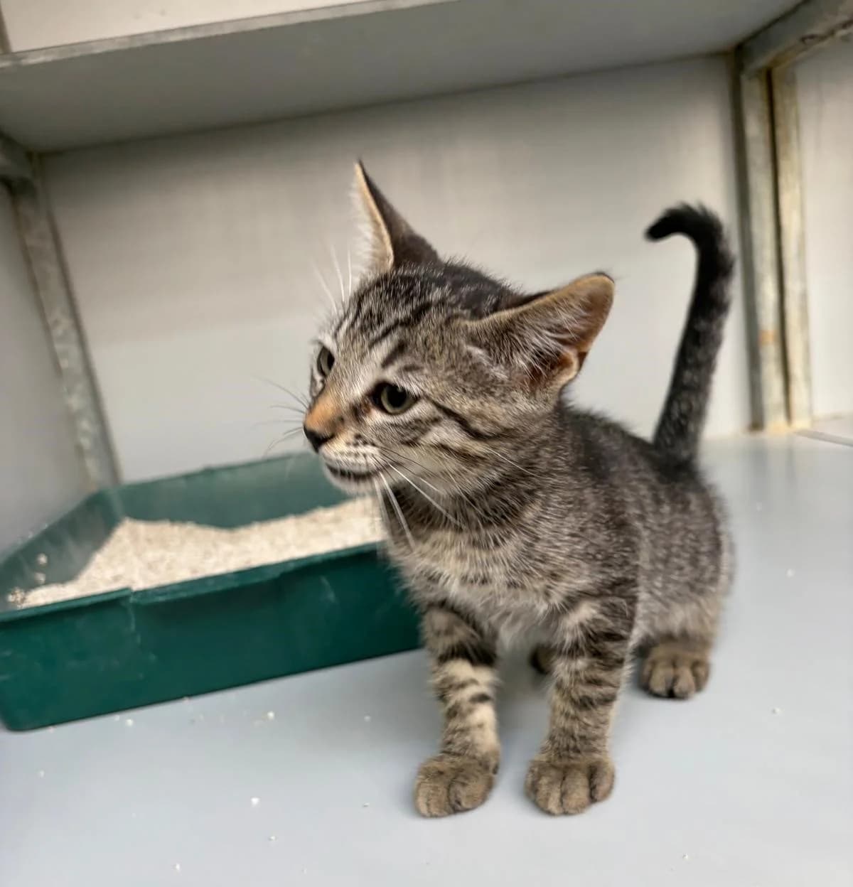 Mochi, male puppy European Shorthair for adoption at Centro de Proteccion Animal de Madrid, Madrid