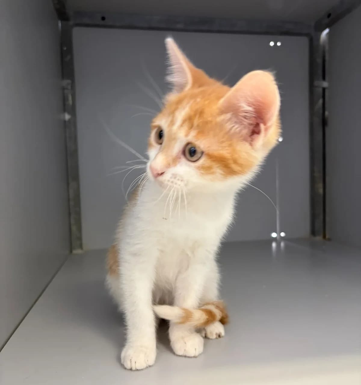 Mango, male puppy European Shorthair for adoption at Centro de Proteccion Animal de Madrid, Madrid