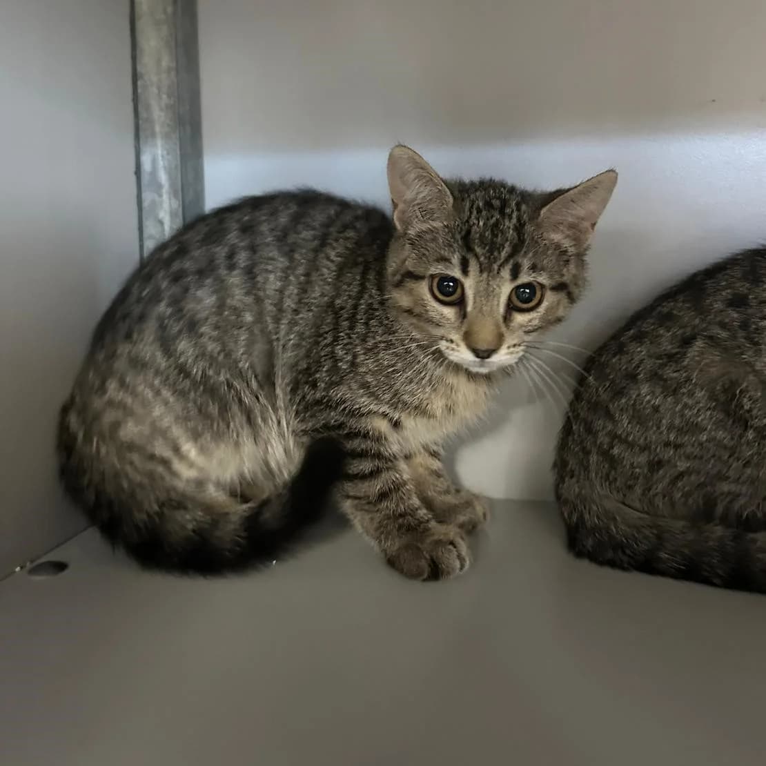 Canela, female puppy European Shorthair for adoption at Centro de Proteccion Animal de Madrid, Madrid