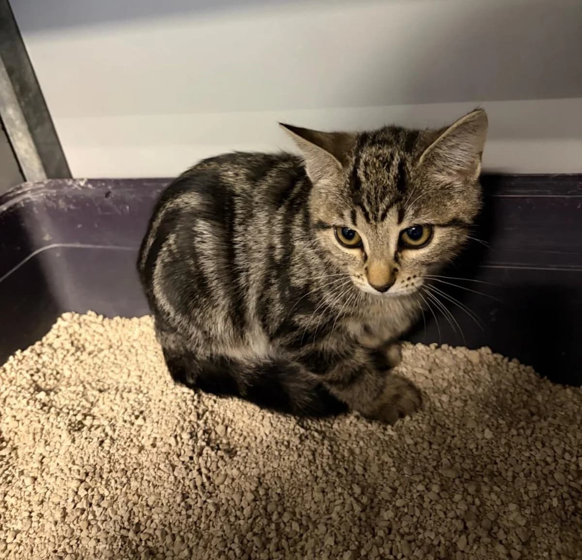 Duna, female puppy European Shorthair for adoption at Centro de Proteccion Animal de Madrid, Madrid