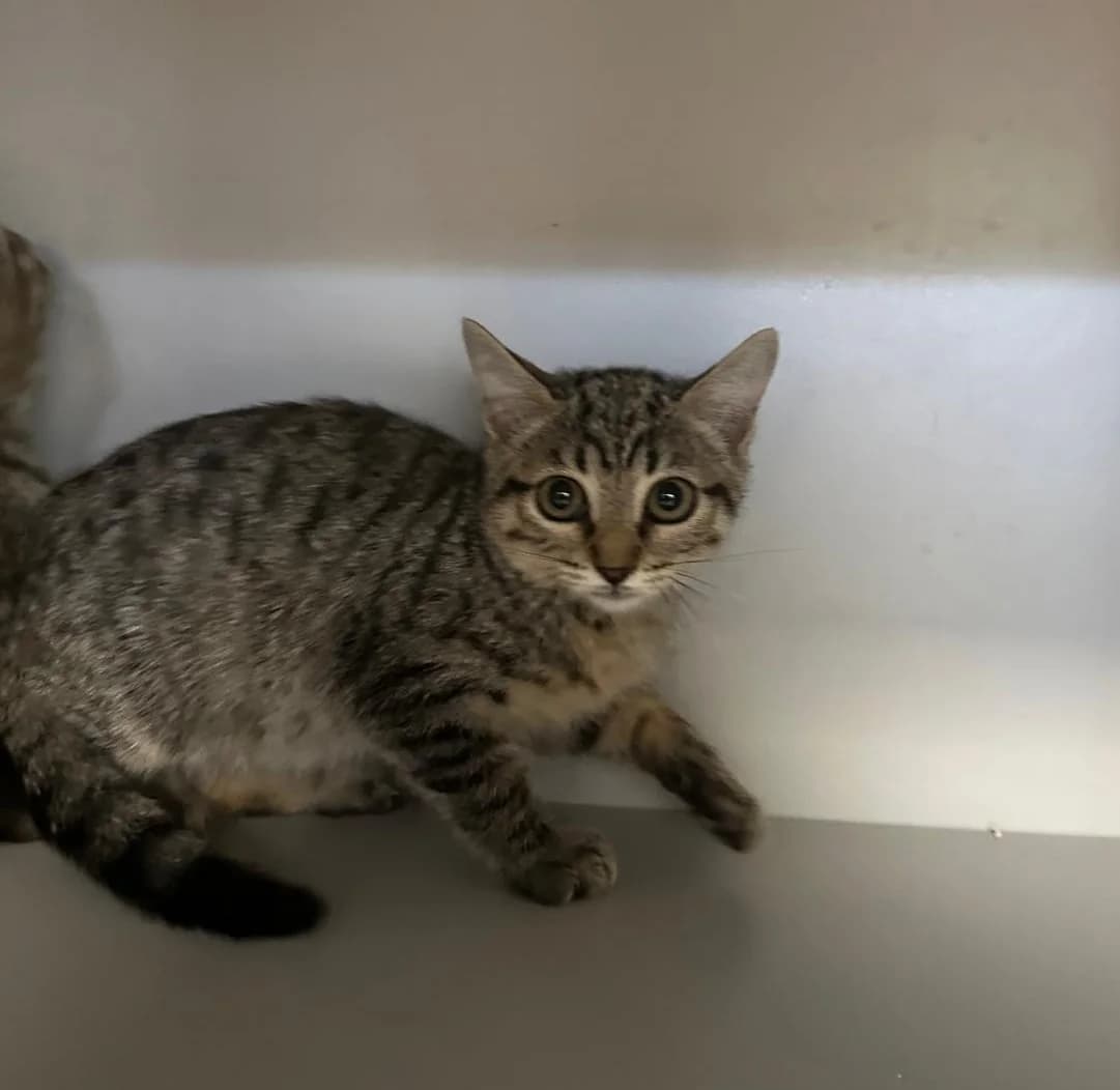 Lola, female puppy European Shorthair for adoption at Centro de Proteccion Animal de Madrid, Madrid