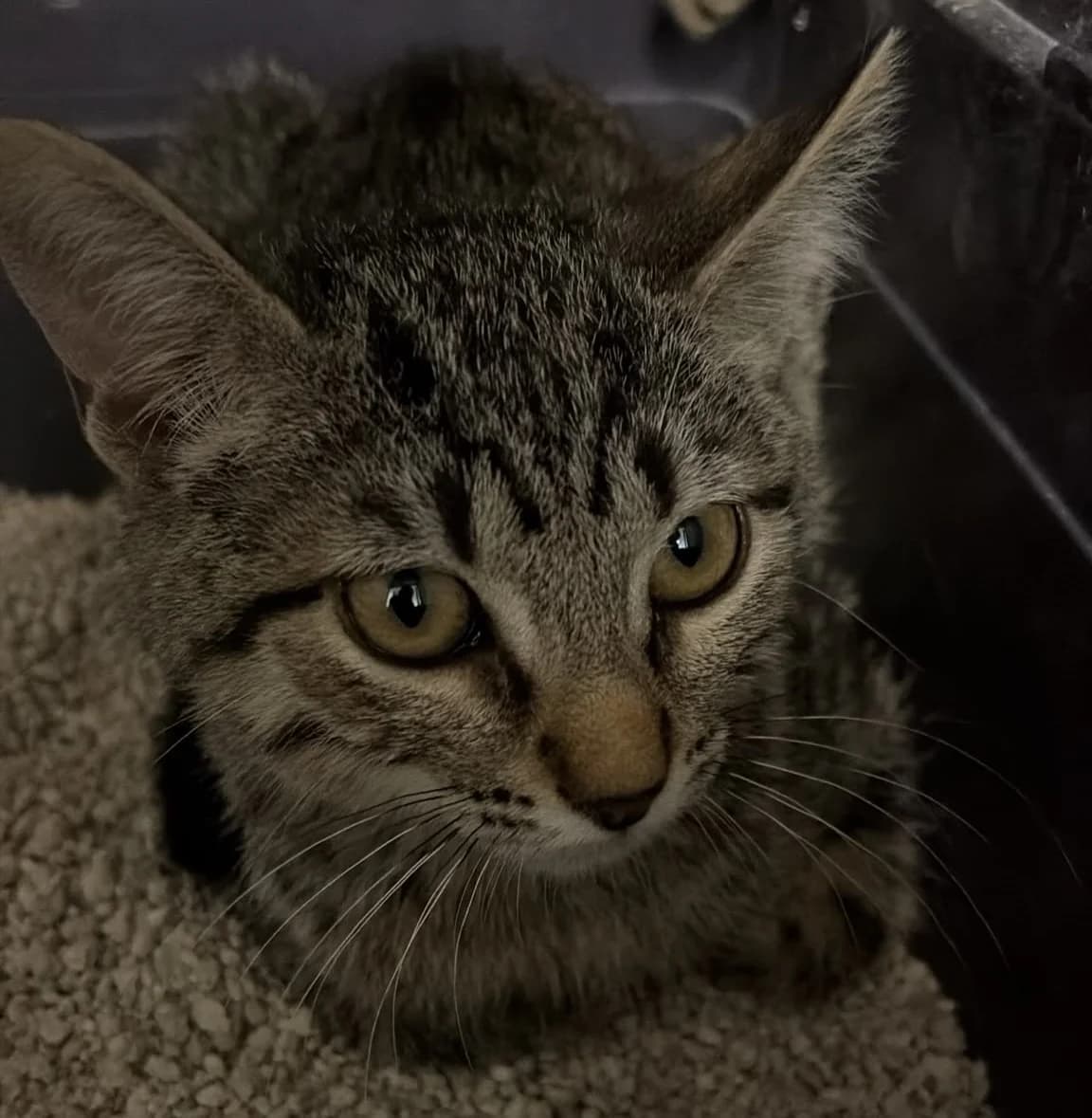 Pistacho, male puppy European Shorthair for adoption at Centro de Proteccion Animal de Madrid, Madrid