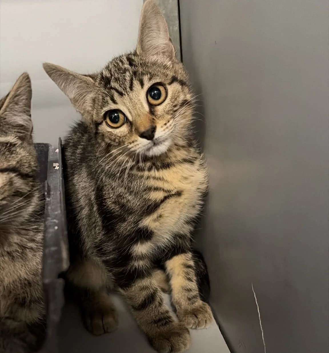 Cacahuete, male puppy European Shorthair for adoption at Centro de Proteccion Animal de Madrid, Madrid