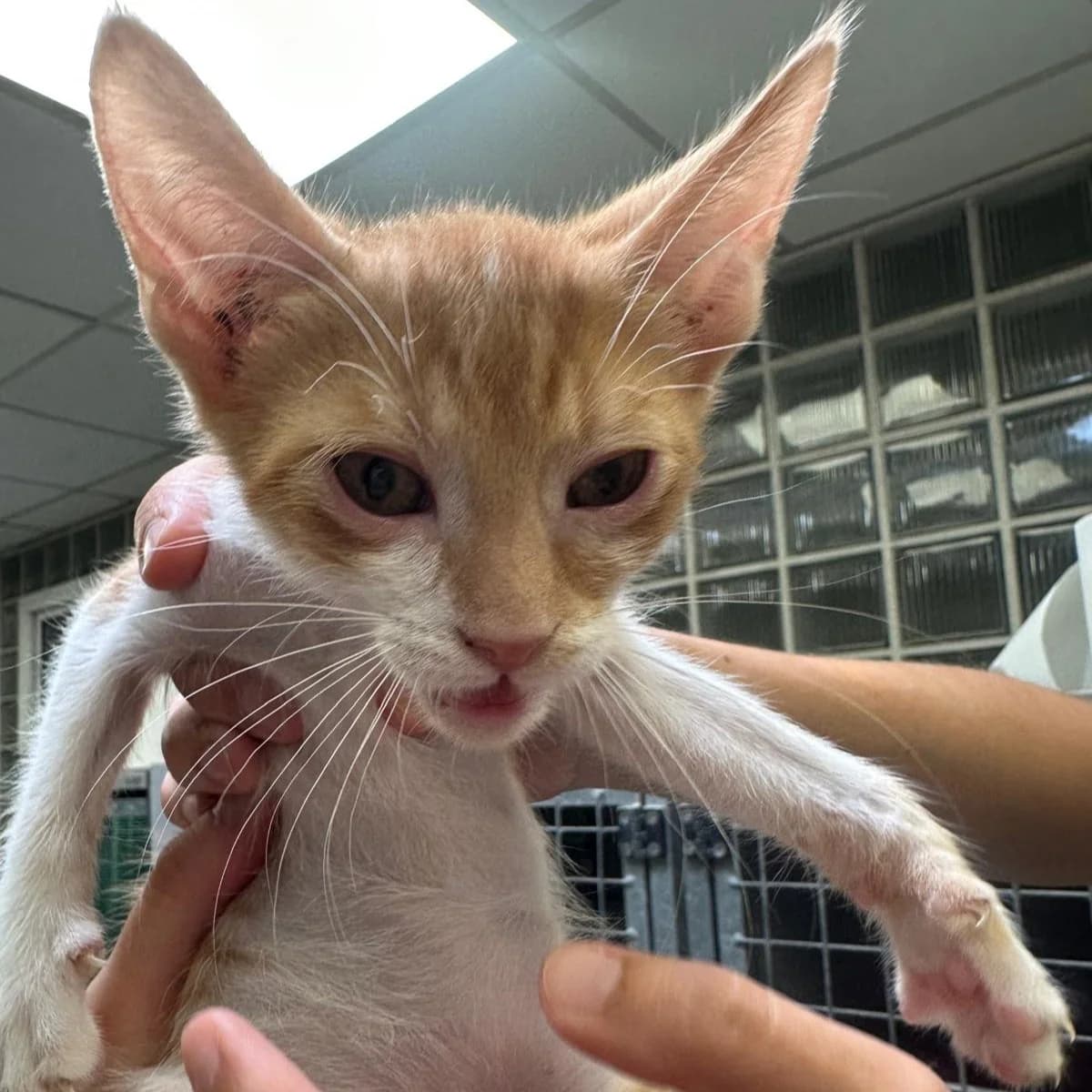 Yoda, male puppy European Shorthair for adoption at Centro de Proteccion Animal de Madrid, Madrid