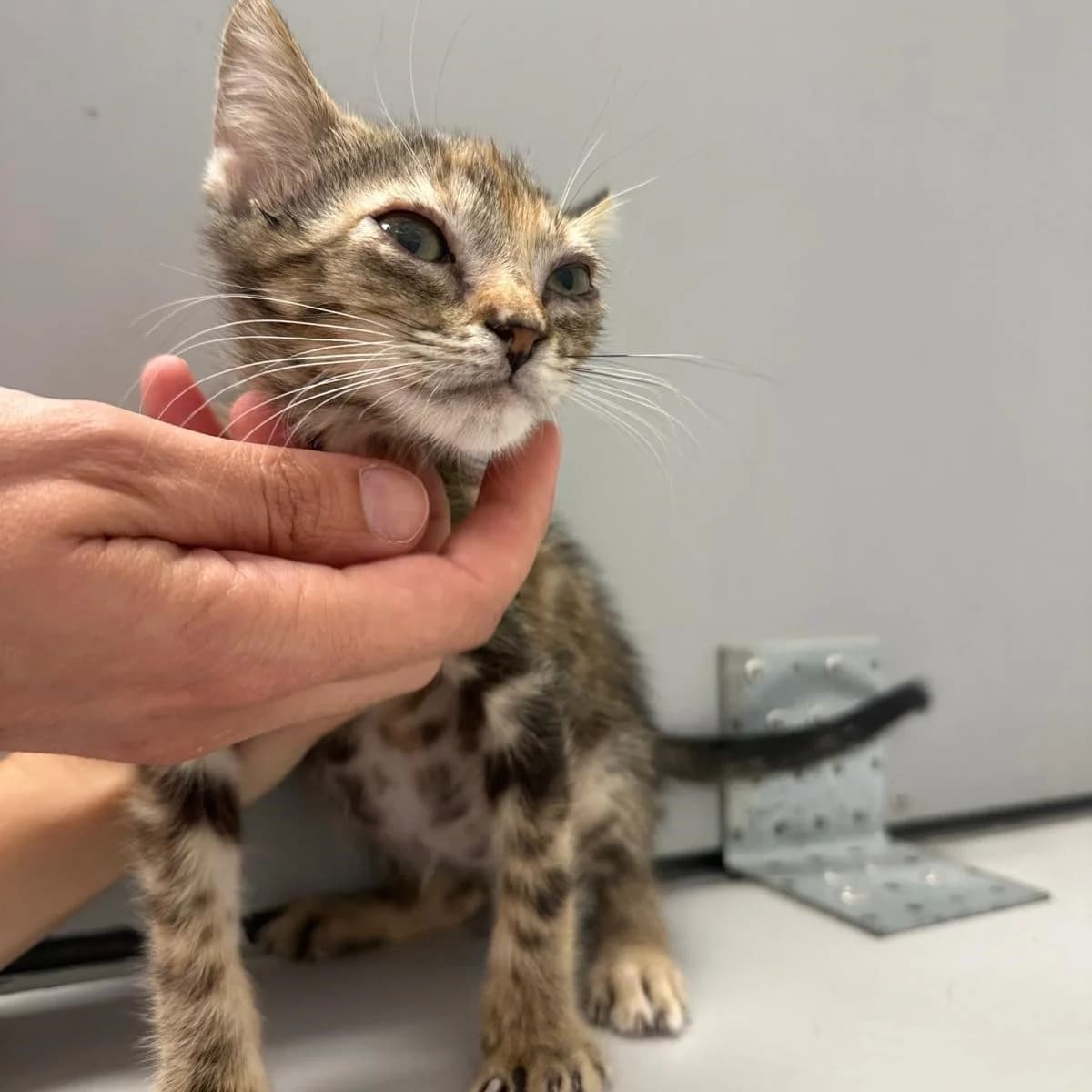 Sofi, female puppy European Shorthair for adoption at Centro de Proteccion Animal de Madrid, Madrid