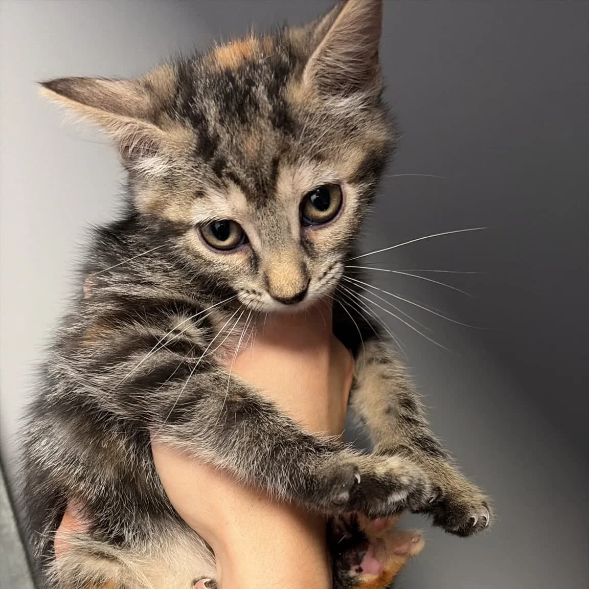 Maya, female puppy European Shorthair for adoption at Centro de Proteccion Animal de Madrid, Madrid