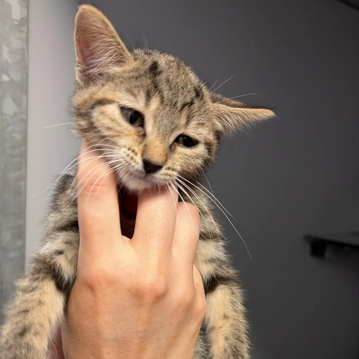 Ambi, female puppy European Shorthair for adoption at Centro de Proteccion Animal de Madrid, Madrid