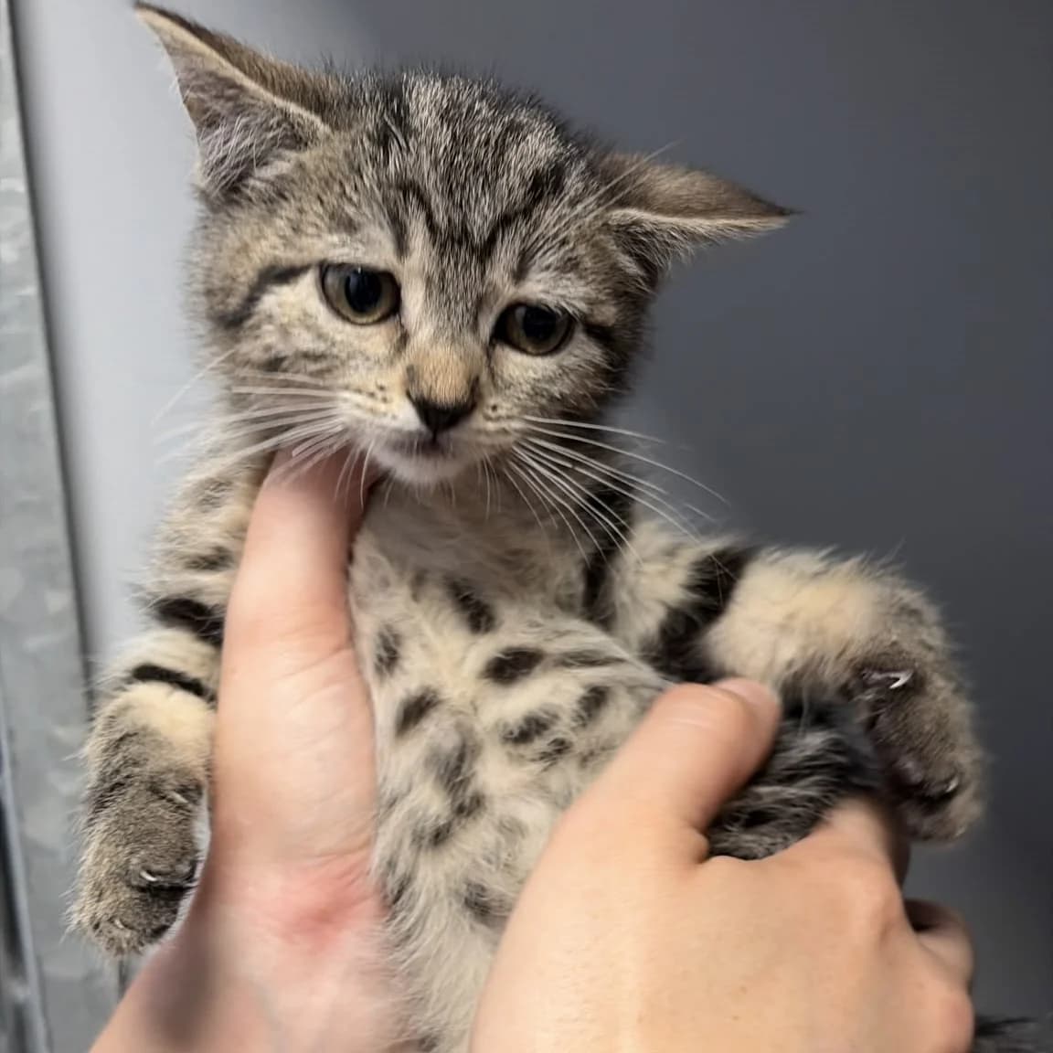 Celmi, female puppy European Shorthair for adoption at Centro de Proteccion Animal de Madrid, Madrid