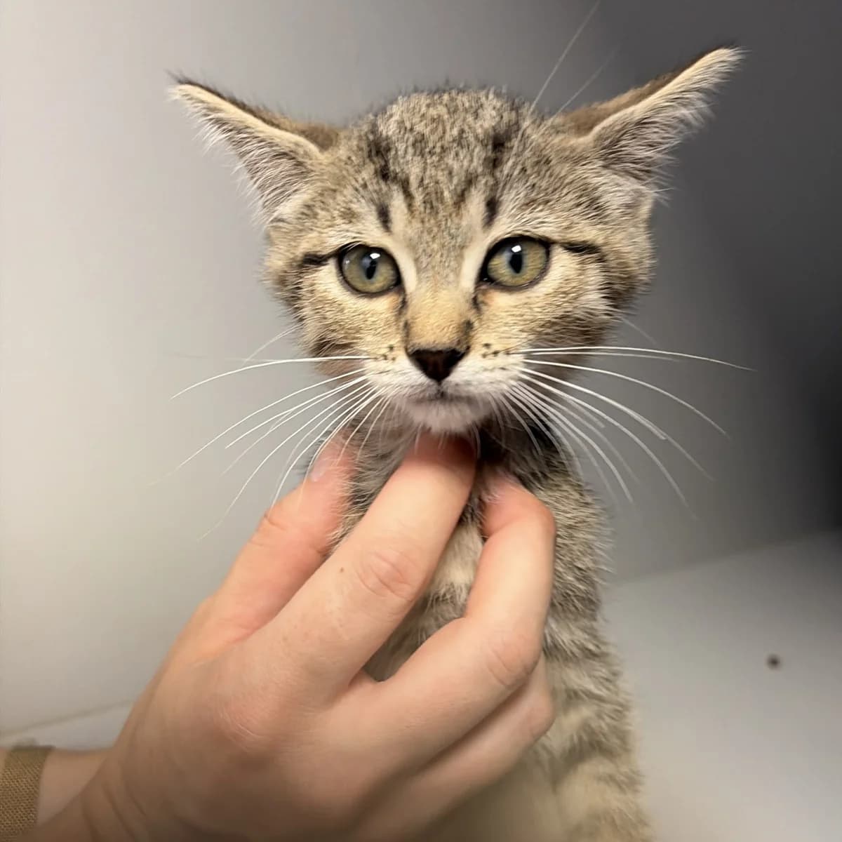 Tiago, male puppy European Shorthair for adoption at Centro de Proteccion Animal de Madrid, Madrid