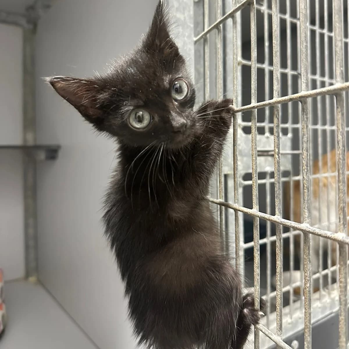 Ruca, female puppy European Shorthair for adoption at Centro de Proteccion Animal de Madrid, Madrid