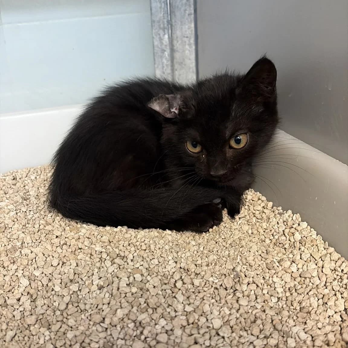 Toto, male puppy European Shorthair for adoption at Centro de Proteccion Animal de Madrid, Madrid
