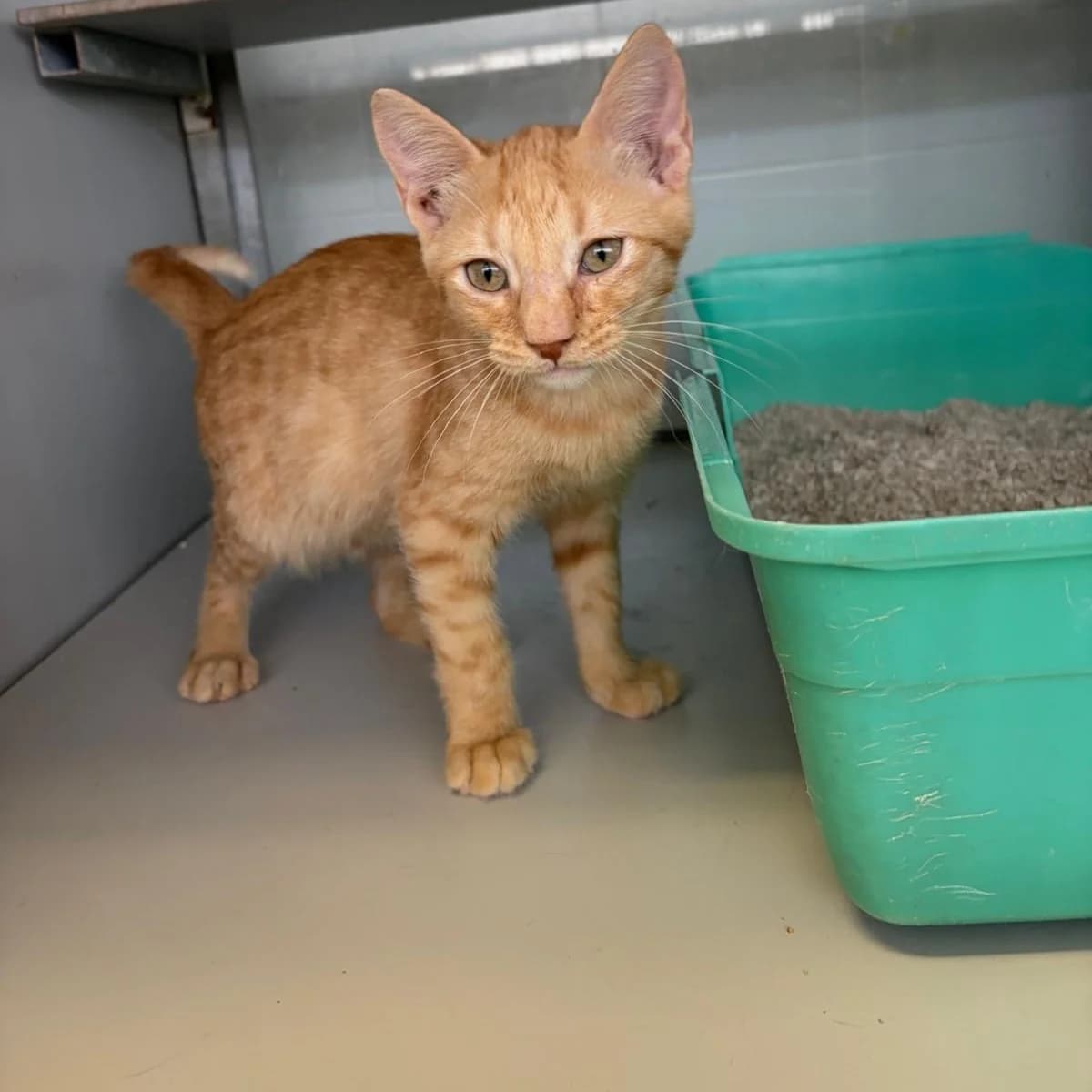 Nixon, male puppy European Shorthair for adoption at Centro de Proteccion Animal de Madrid, Madrid