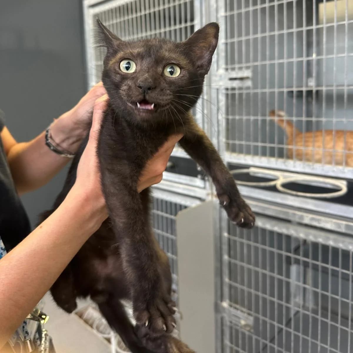Loki, male puppy European Shorthair for adoption at Centro de Proteccion Animal de Madrid, Madrid