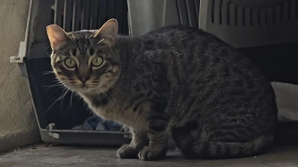 Simón, male young European Shorthair for adoption at Centro de Proteccion Animal de Madrid, Madrid
