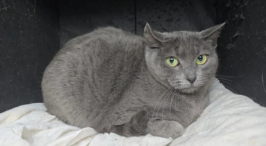 Anastasia, female 3yo Russian Blue for adoption at Centro de Proteccion Animal de Madrid, Madrid