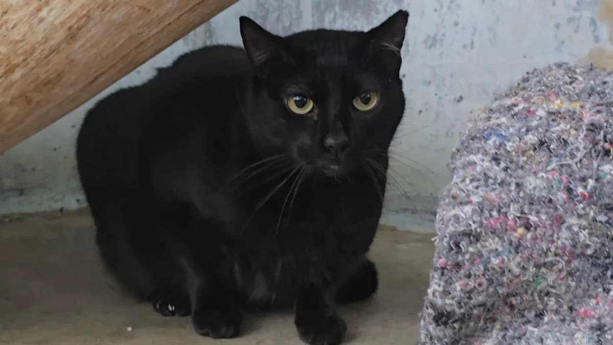 Trufa, female 6yo European Shorthair for adoption at Centro de Proteccion Animal de Madrid, Madrid