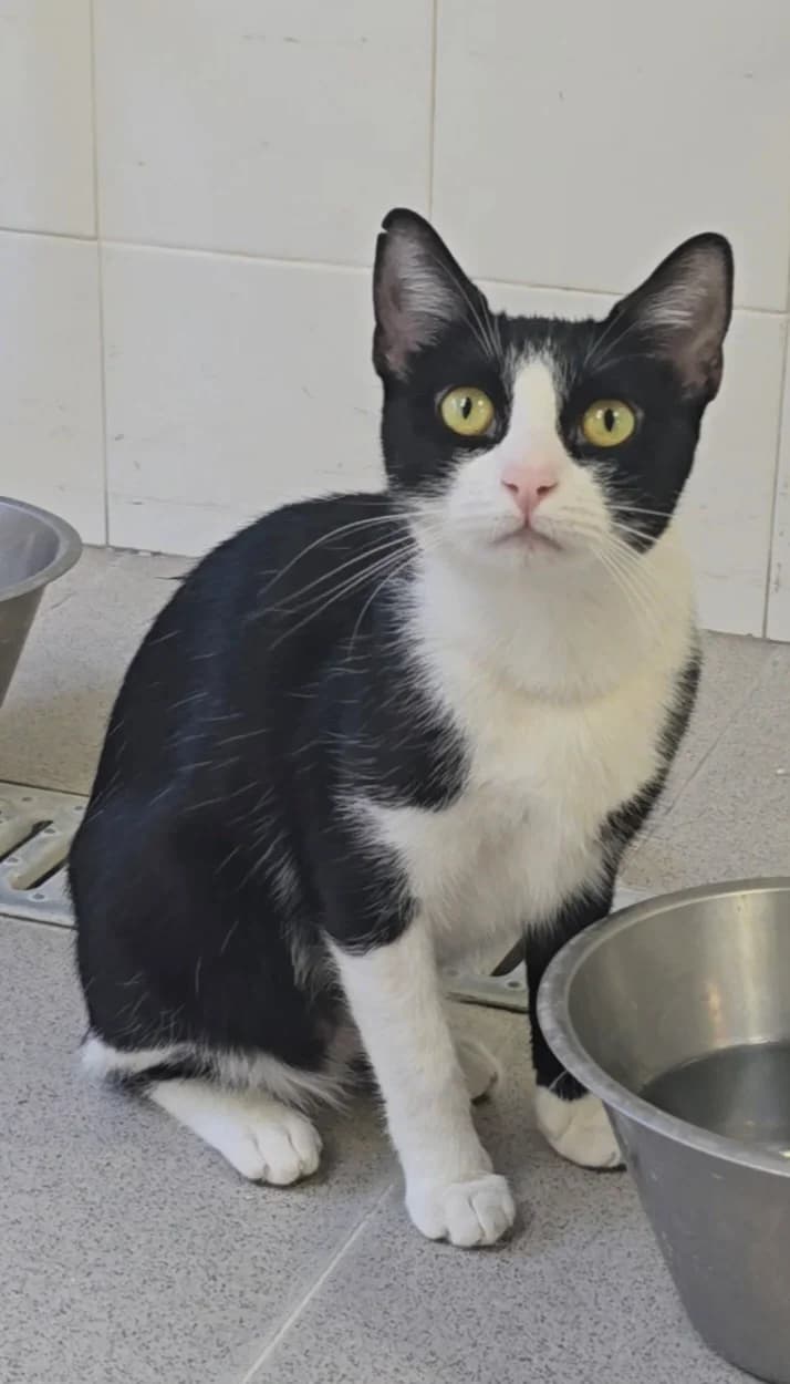 Nyx, female young European Shorthair for adoption at Centro de Proteccion Animal de Madrid, Madrid