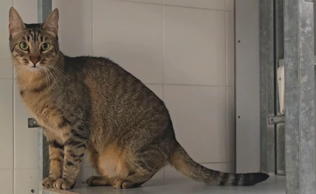 Vegeta, male 3yo European Shorthair for adoption at Centro de Proteccion Animal de Madrid, Madrid