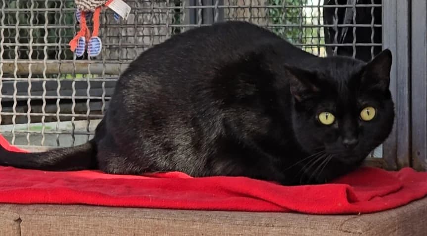 Nébula, female young European Shorthair for adoption at Centro de Proteccion Animal de Madrid, Madrid
