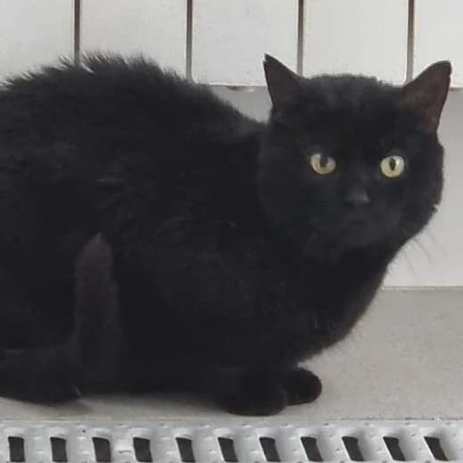 Sombra, female 4yo European Shorthair for adoption at Centro de Proteccion Animal de Madrid, Madrid