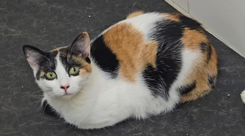 Vera, female young European Shorthair for adoption at Centro de Proteccion Animal de Madrid, Madrid