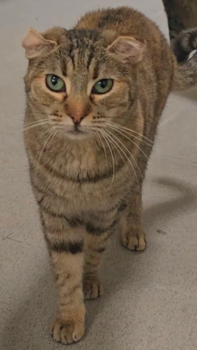 Toscana, female 3yo European Shorthair for adoption at Centro de Proteccion Animal de Madrid, Madrid