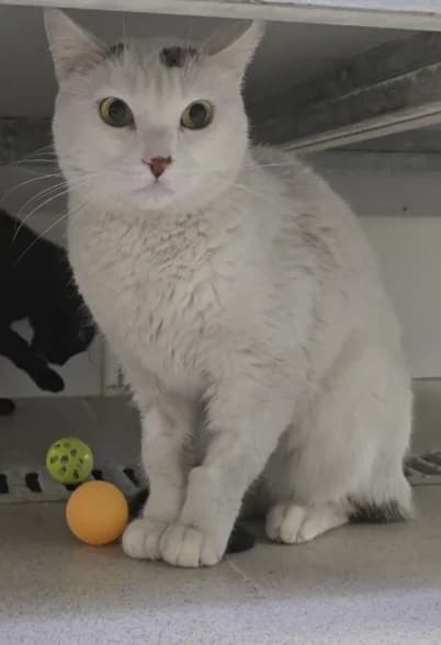 Algodón, male 6yo European Shorthair for adoption at Centro de Proteccion Animal de Madrid, Madrid