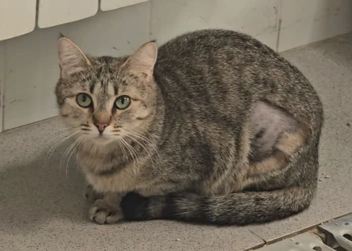 Emma, female young European Shorthair for adoption at Centro de Proteccion Animal de Madrid, Madrid