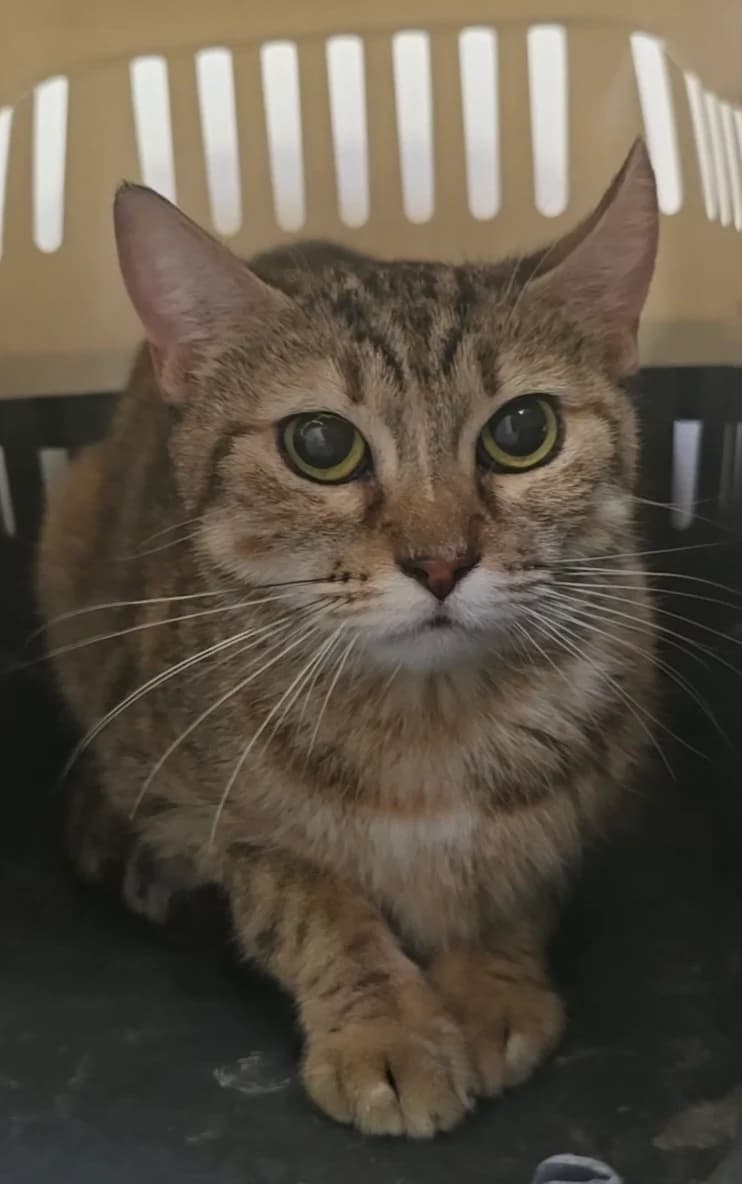 Maia, female young European Shorthair for adoption at Centro de Proteccion Animal de Madrid, Madrid