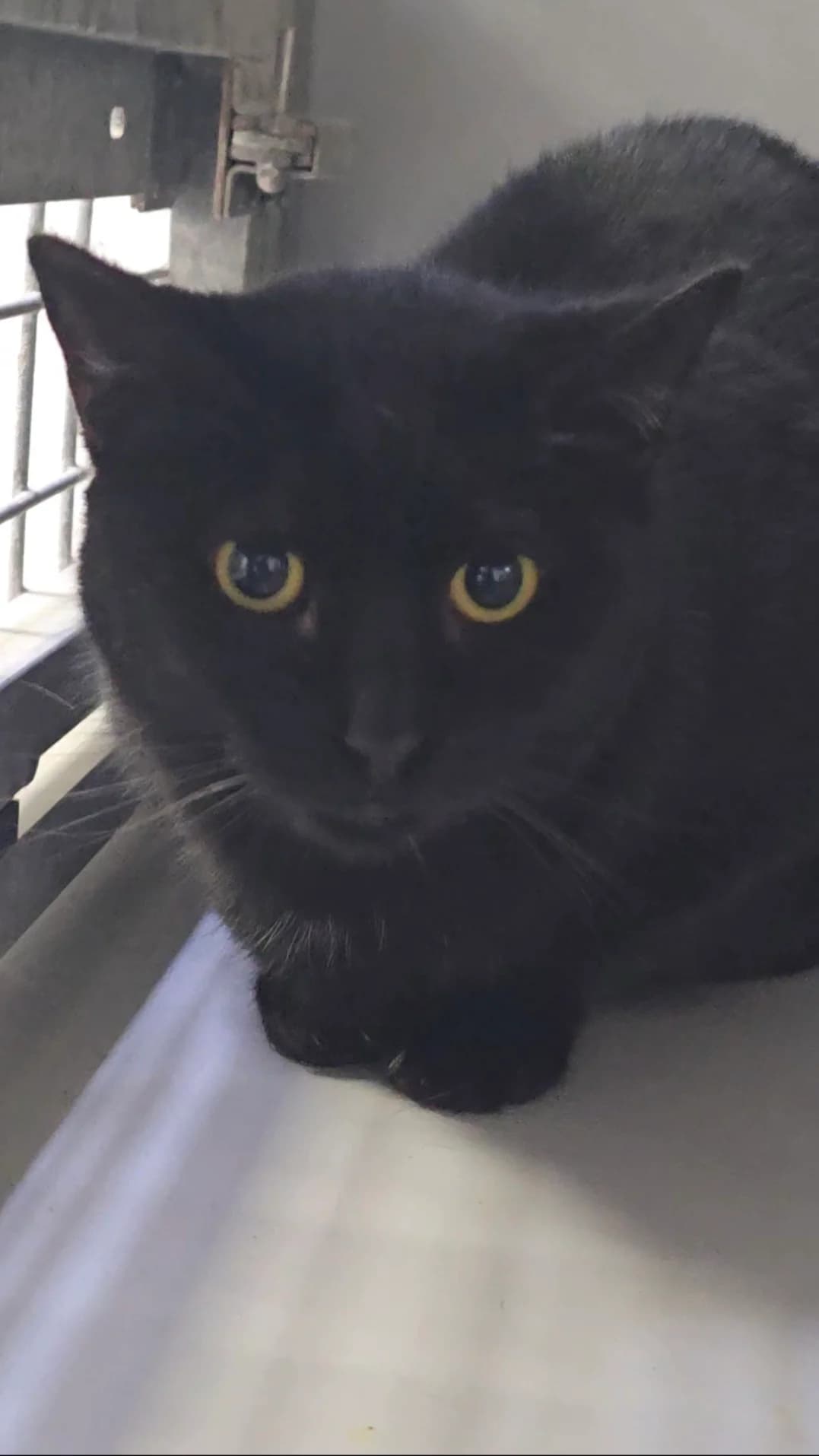 Asud, female 3yo European Shorthair for adoption at Centro de Proteccion Animal de Madrid, Madrid