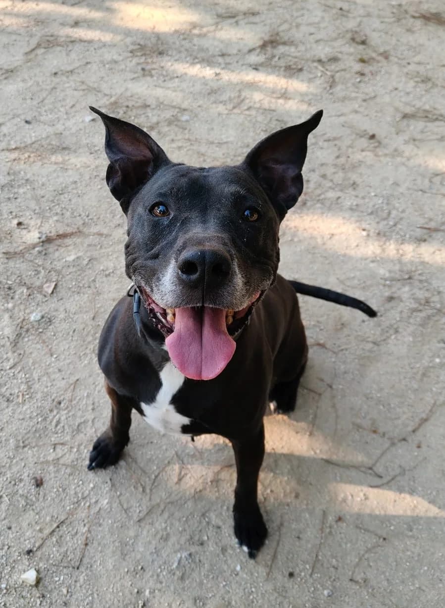 Tyson, male puppy American Staffordshire Terrier for adoption at Centro de Proteccion Animal de Madrid, Madrid