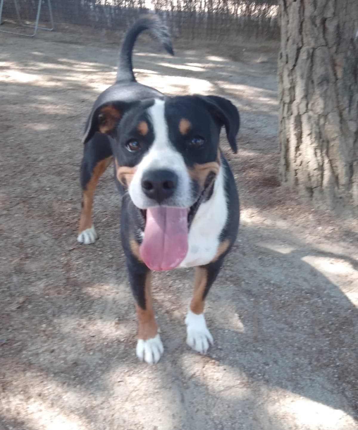 Tritón, male Mixed Breed for adoption at Centro de Proteccion Animal de Madrid, Madrid