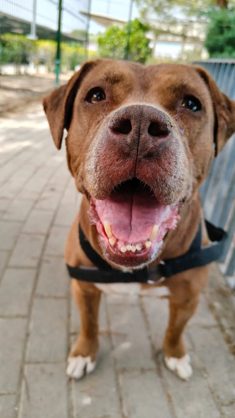 Sirca, senior American Staffordshire Terrier for adoption at Centro de Proteccion Animal de Madrid, Madrid
