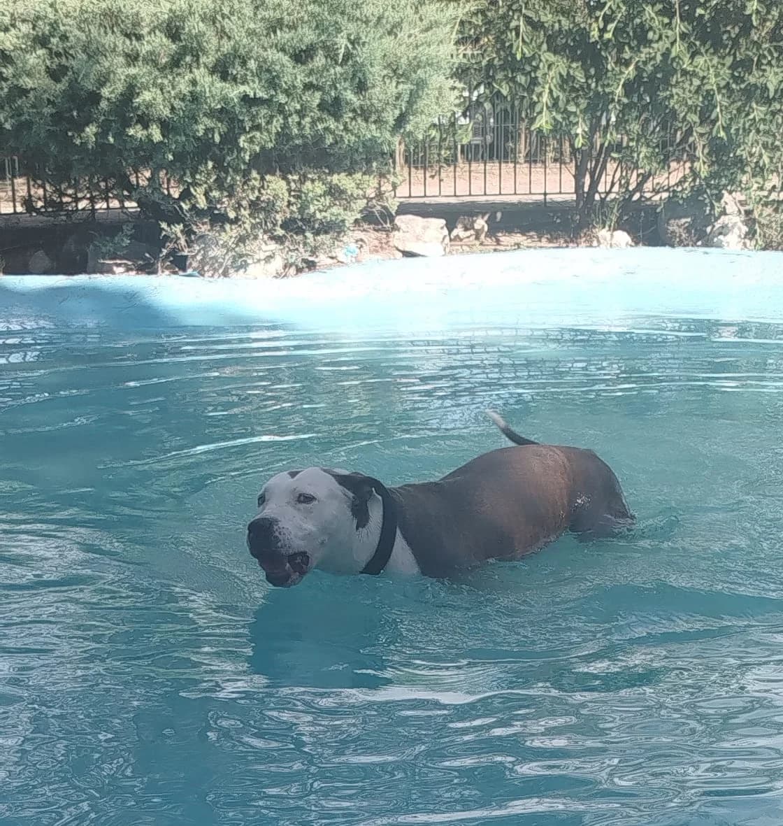 Salsa, puppy Bull Terrier for adoption at Centro de Proteccion Animal de Madrid, Madrid