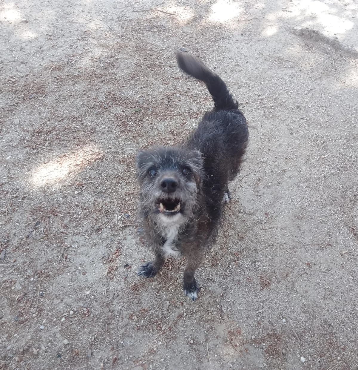 Luna, puppy European Shorthair for adoption at Centro de Proteccion Animal de Madrid, Madrid