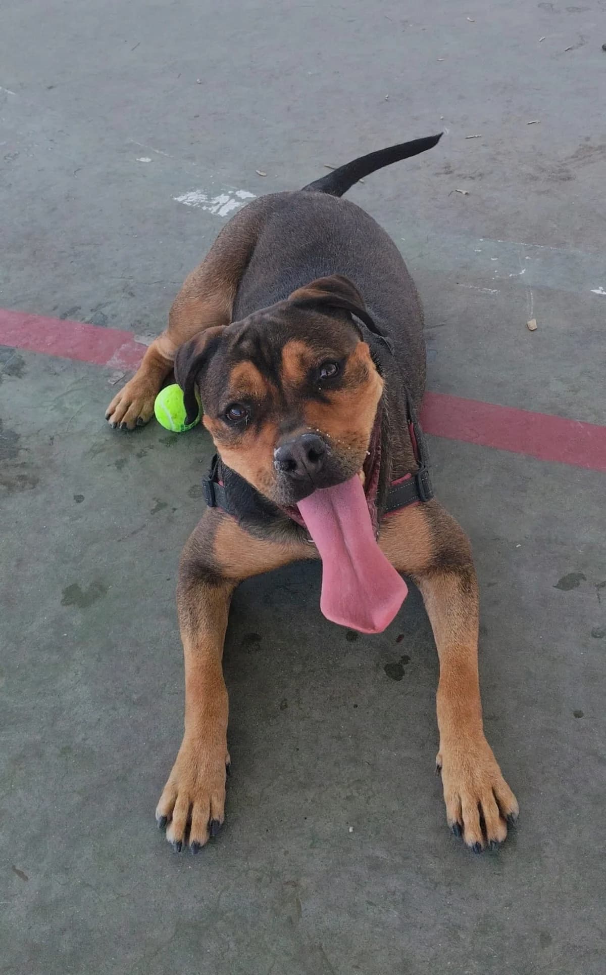 Lola, Mixed Breed for adoption at Centro de Proteccion Animal de Madrid, Madrid