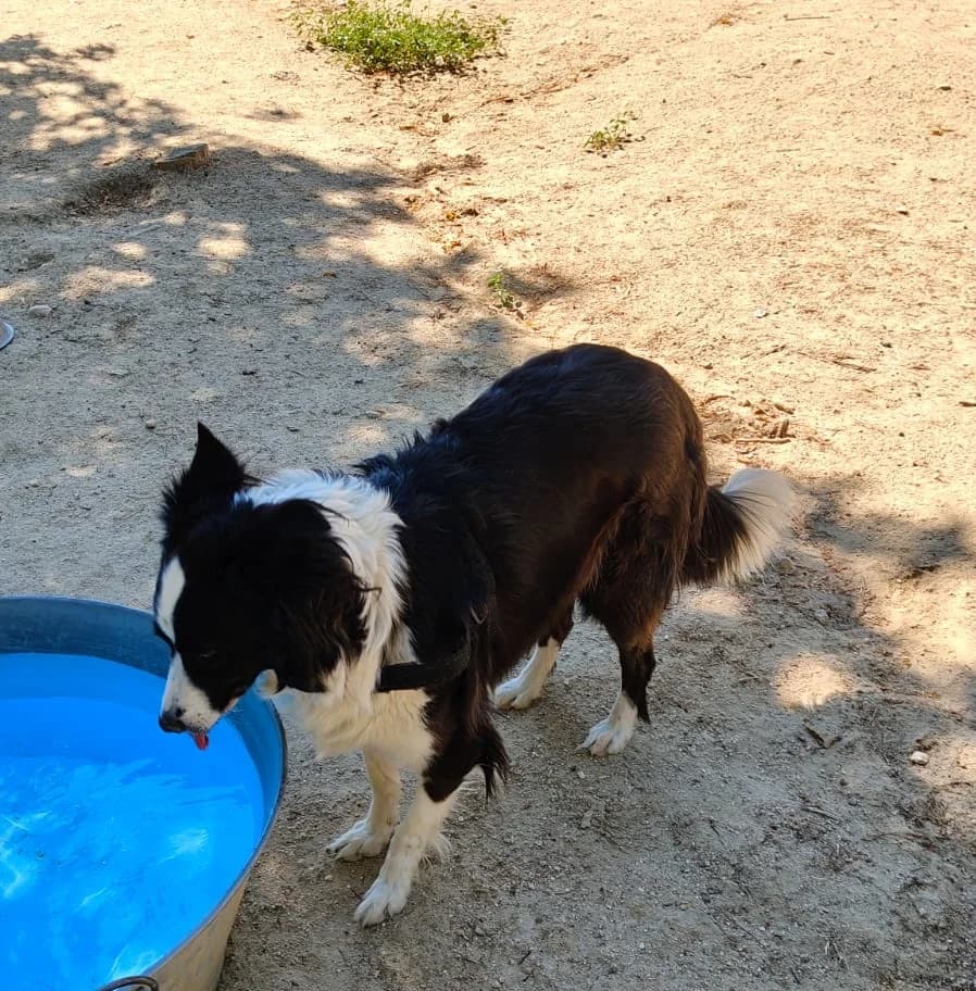 Lea, Border Collie for adoption at Centro de Proteccion Animal de Madrid, Madrid