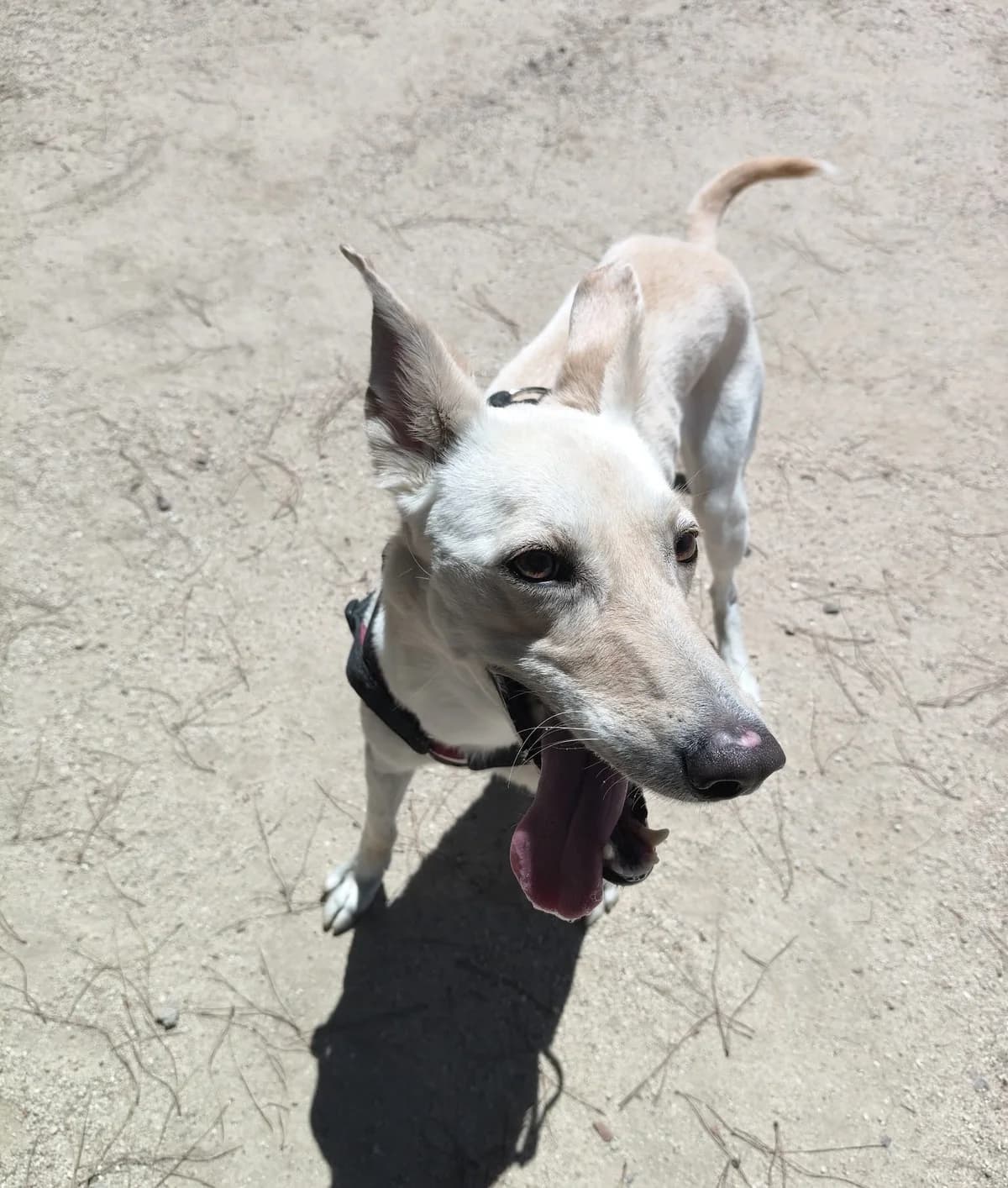 Estrella, Galgo Español for adoption at Centro de Proteccion Animal de Madrid, Madrid