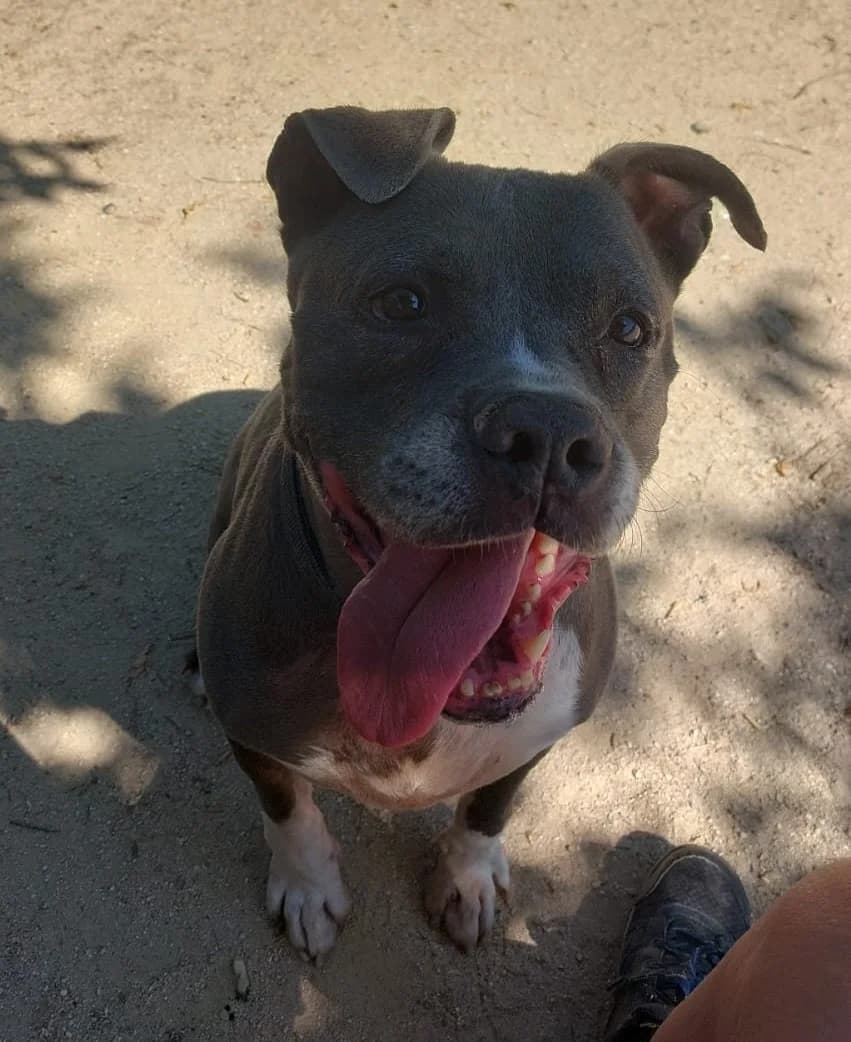 Enzo, American Staffordshire Terrier for adoption at Centro de Proteccion Animal de Madrid, Madrid